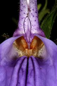 Image result for Brillantaisia cicatricosa