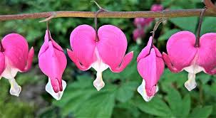 An understanding of the shape of leaf, what you consider small in actual measurements, whether the leaves are alternate or opposite on the stem, if the leaves are individual. Plant Bleeding Heart Shrub Spring Heart Shaped Flowers Pink White Bright Romantic Nature Garden Pikist