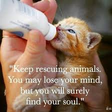 Keep Rescuing Animals Animal Quotes Animal Rescue Dog Cat