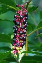 Let's make a poke root tincture! Out My Backdoor The Wondrous Pokeberry Department Of Natural Resources Division