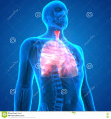 Menschlicher Korper Organe Lunge Anatomie Stock Abbildung Illustration Von Biologie Anatomie 75075463