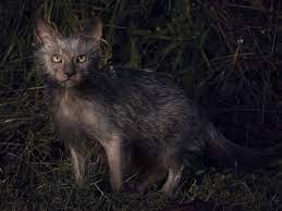 The name suits this breed well, though, as the cats look almost exactly the same as. S Abcnews Com Images Us Rex Lykoi Werewolf Cat