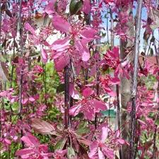 Whether you need a compact hedge, low fillers or an accent plant for pride of place, there's no shortage of compact evergreen shrubs to accommodate today's smaller gardens. Small Weeping Trees For Small Gardens Ornamental Trees Ltd