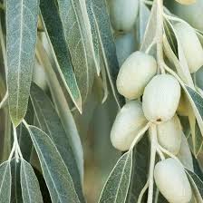 Image result for Rinorea angustifolia