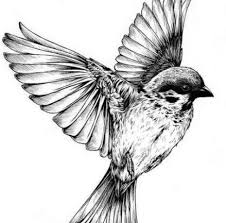 bird love panosundaki pin