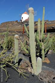 Image result for Cephalocereus