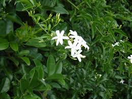 Image result for Jasminum