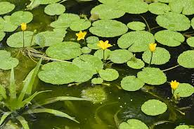 Image result for Hydrocharitaceae