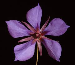 Image result for Ptaeroxylaceae