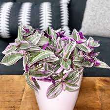 Image result for Tradescantia