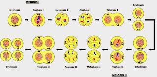 Resultado De Imagen Para Proceso De La Meiosis Fase 1 Y 2 Meiosis Meiosis Stages Phases Of Meiosis