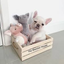 Anjing, hewan, potret, hewan peliharaan. 3 Little Piggies At The Monster House French Bulldog Puppy Anak Anjing Bulldog Hewan Lucu Bayi Hewan