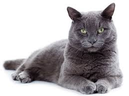 Maybe you would like to learn more about one of these? Katze Fur Allergiker Trotz Katzenallergie