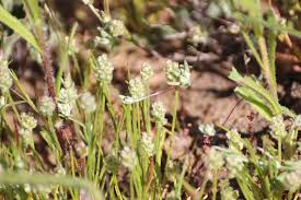 Image result for Plantago
