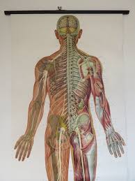 Vintage Pull Down Medical School Anatomy Chart Nervous System Full Body
