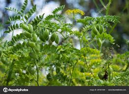 Image result for Cicer arietinum