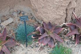 Image result for Aloe greatheadii