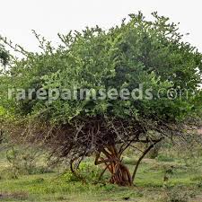 Image result for Carissa spinarum