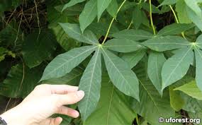 Image result for Manihot carthagenensis