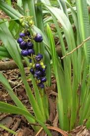 Learn how to prune dwarf raspberries and blackberries using these easy tips from our horticulturist. Plant Of The Month For February Ukiuki West Hawaii Today