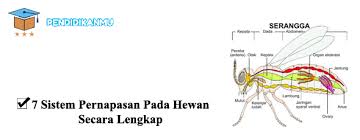Sistem Pernapasan Pada Hewan Hewan Pendidikan