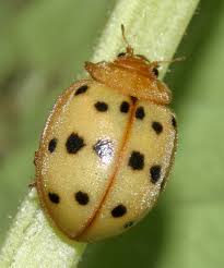 But under that cute orangish exterior lies a voracious agricultural pest. Mexican Bean Beetle Epilachna Varivestis Bugguide Net