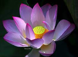 Lotus Blossom Season Lou Lim Lok Garden By Nancy Chen Via 500px Macro Flower Lotus Blossom Beautiful Flowers