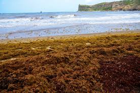 This Is The Seaweed People Gripe About- Not Much Of A Problem To Us -  Picture Of Coconut Bay Beach Resort & Spa, St. Lucia - Tripadvisor