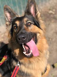 Most pets are more comfortable staying at a familiar place like their own home. Teddy 3 Year Old Male German Shepherd Dog Available For Adoption