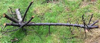 Find the perfect blackthorn fruit tree stock photo. Blackthorn Planting Pruning And Harvesting Sloes At Just The Right Moment