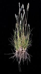 Image result for Enneapogon desvauxii