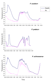 Temperature Curves Of The Spadix Full Line And Ambient Air