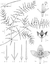 Image result for Ceropegia namuliensis