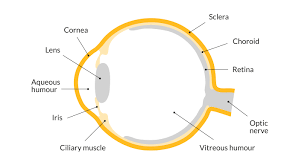 Liji thomas, md reviewed by dr. The Eyes Protecting Sight Sightsavers