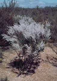 Image result for Conostomium zoutpansbergense