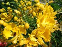 Image result for Caesalpinia