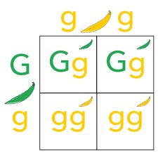 More than 1000 tutors online! Punnett Square Wikiwand