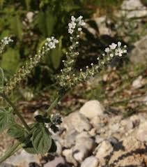 Image result for Heliotropium harareense