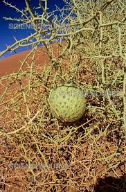 Image result for Acanthosicyos