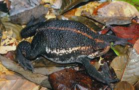 Image result for Pseudobersama