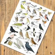 British Garden Birds A5 Identification Card Guide Chart Postcard Ebay