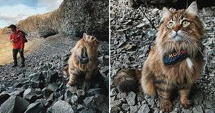 Meet The Cats Who Go Hiking And Kayaking With Their Owners Metro In 2020 Great Cat Dog Walking Cat Day