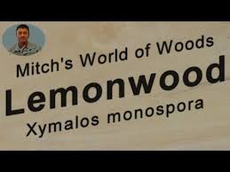 Image result for Xymalos monospora