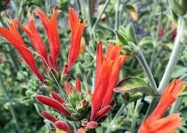 Image result for Dicliptera pumila
