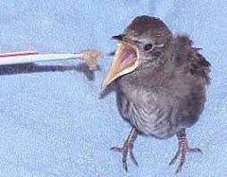Pin On Birds