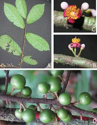 Image result for Pycreus fibrillosus