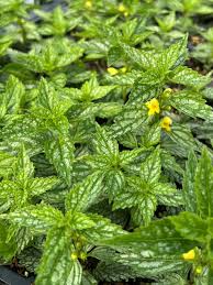 Image result for Hermannia guerkeana