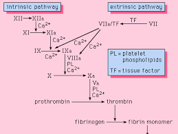 The Endocrine System (Hormones) | Medical Terminology For Cancer