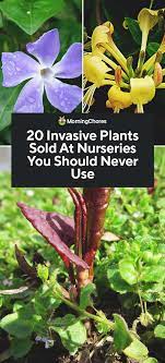 20 Invasive Plants Sold At Nurseries You Should Never Use Invasive Plants Plants Organic Gardening