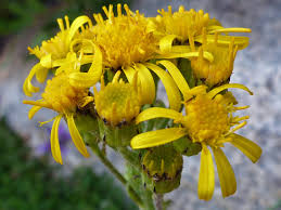Image result for Senecio ruwenzoriensis